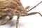 Close-up photos Brown Dock Bug on a white background