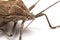 Close-up photos Brown Dock Bug on a white background