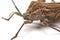 Close-up photos Brown Dock Bug on a white background