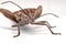 Close-up photos Brown Dock Bug on a white background