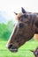 Close-up photos of brown horses on the meadow in Great smoky mountains national park,Tennessee USA.