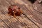 Close up photos of colorful ladybugs Coccinellidae on wood bac