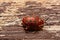 Close up photos of colorful ladybugs Coccinellidae on wood bac