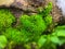 Close up photos of a lively green moss stuck to the rock , moss family, green background, nature background