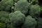 Close-up photos of many fresh broccoli groups