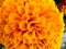 Close up photos of orange marigolds blooming