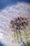 Close-up photot of Seeds of fluffy dandelion flower, covered by dew drops. Abstract natural background