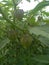 Close up , physalis angulata or baloon Cherry plant