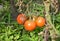 Close up on phytophthora infestans is an oomycete that causes the serious tomatoes disease known as late blight