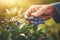 Close up, picking blueberry or bilberry, sunny weather, illustration. Generative AI