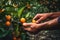 Close up, picking citrus, citrus fruit, oranges and mandarin, sunny weather, illustration. Generative AI