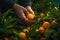 Close up, picking citrus, citrus fruit, oranges and mandarin, sunny weather, illustration. Generative AI