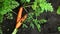 Close-up of picking fresh harvest of carrots. Vegetable crops grown on the plantation. Carrots are picked in the garden. Crops and