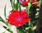 Close up pics of red dianthus flower