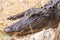 Close up picture of aligator head with teeth in the Everglades in spring