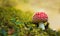 Close-up picture of a Amanita poisonous mushroom in nature