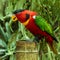 Close up picture of an Australian King parrot