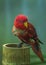 Close up picture of an Australian King parrot