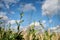 Close-up picture of beautiful field landscape with blue sky and white clouds and yellow and green stalks of wheat rye barley.