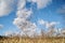 Close-up picture of beautiful field landscape with blue sky and white clouds and yellow stalks of wheat rye barley. Agricultural