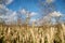 Close-up picture of beautiful field landscape with blue sky and white clouds and yellow stalks of wheat rye barley. Agricultural