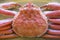 Close-up picture of boiled snow crab