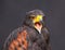 Close up picture of braying young golden eagle