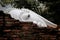 Close up picture of Buddha head behind the old brick wall.