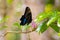 Close up picture of butterfly on a flower. Alive blue Ulysses Papilio ulysses. Profile, outer side of wings. Pollinating pink fl