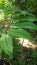 close up picture of Canereed (Costus speciosus) plant
