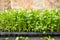 Close up picture of celery seedlings in a plastic container