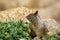 Close up picture of a cute California ground squirrel at 17 Mile Drive