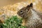 Close up picture of a cute California ground squirrel at 17 Mile Drive