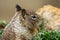 Close up picture of a cute California ground squirrel at 17 Mile Drive