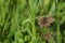 Close up picture of a dingy skipper moth in the wild