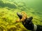 A close-up picture of a divers hand holding a crab