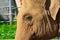 Close-up picture of an elephant`s head with a closed eye and wrinkled skin on a blurred background at the zoo