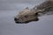 A close-up picture of a Eurasian beaver eating in calm water.