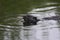 A close-up picture of a Eurasian beaver eating and swimming in calm water.