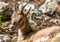 Close-up picture of a goat lying in rocky area in southern germany