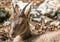 Close-up picture of a goat lying in rocky area in southern germany