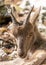 Close-up picture of a goat lying in rocky area in southern germany