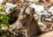 Close-up picture of a goat lying in rocky area in southern germany