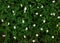 Close-up picture of green plants with small tiny white flowers blossom in spring. Flat lay picture of vegetation on the ground in