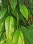 Close up picture of herb, Javanese long pepper or Indian long pepper.