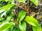 Close up picture of herb, Javanese long pepper or Indian long pepper.