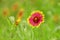 Close up picture of a Indian Blanket Firewheel flower