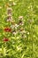 Close up picture of a Indian Blanket Firewheel and Horsemint flowers