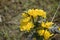 Close up picture of Kerria japonica, also known as the Japanese marigold bush or miracle marigold bush in the northern New England