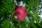 Close up picture of malay rose apple (Syzygium malaccense) flower.